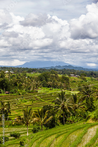 Fabulously colorful rice fields - Terraces - Bali - Indonesia Mount Batukaru in the background
