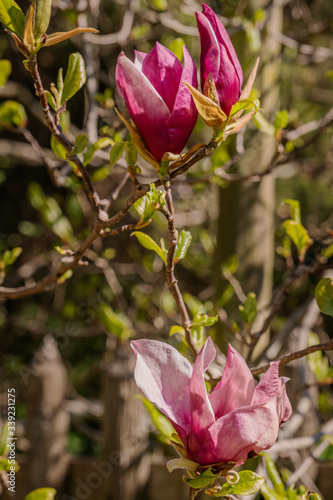 Zweige mit Magnolienblüten im Frühling
