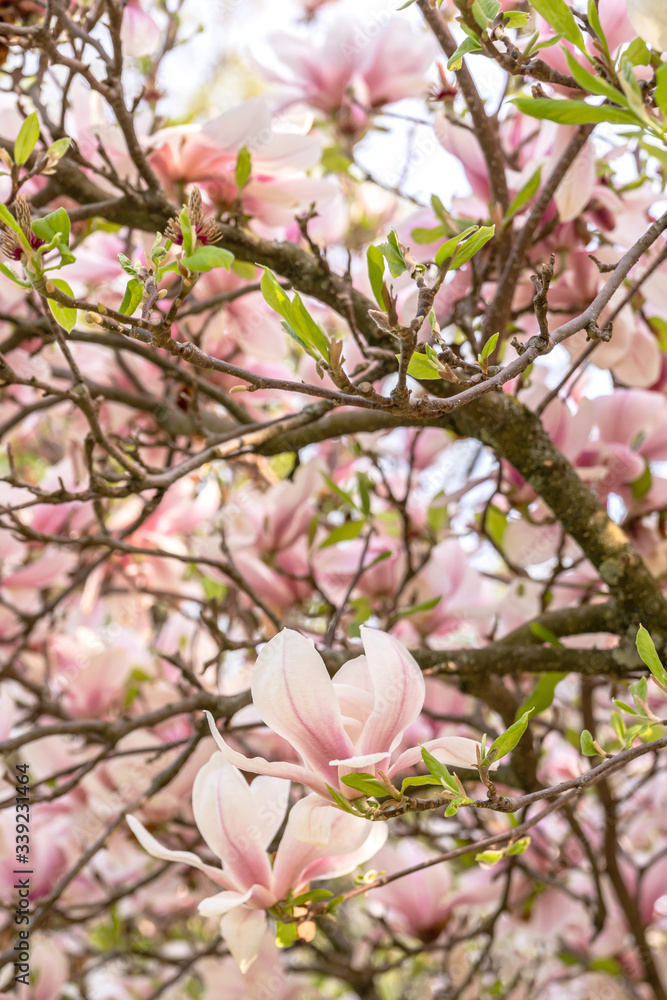 Zweige mit Magnolienblüten im Frühling