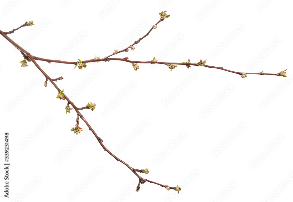 Apple tree branch on an isolated white background. Fruit tree sprout with leaves isolate. Apple tree branch on an isolated white background. Fruit tree sprout with leaves isolate.