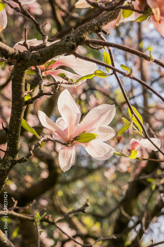 Obraz na płótnie Zweige mit Magnolienblüten im Frühling w salonie