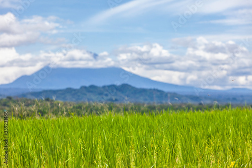 Beautiful view of the rice fields and Mount Batukaru - Bali - Indonesia