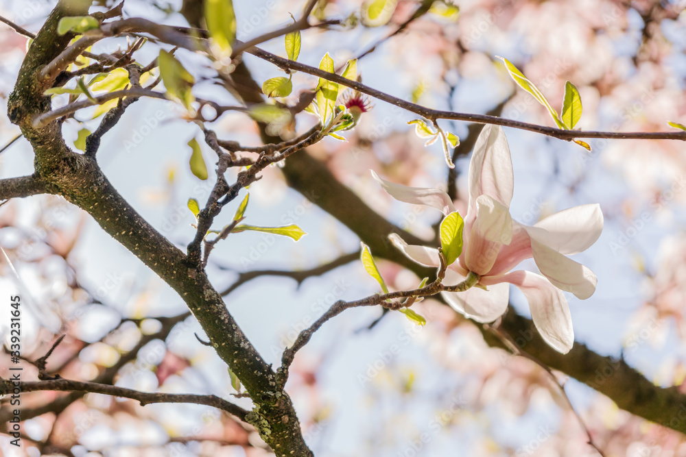 Zweige mit Magnolienblüten im Frühling