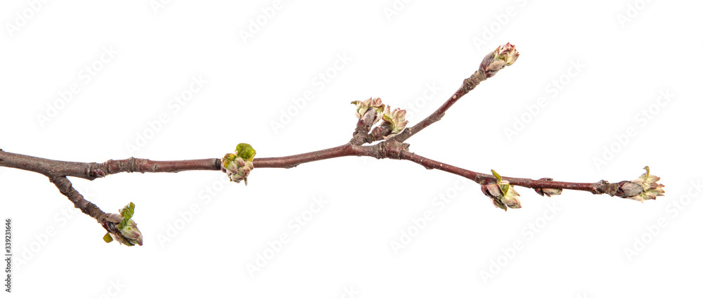 Apple tree branch on an isolated white background. Fruit tree sprout with leaves isolate.