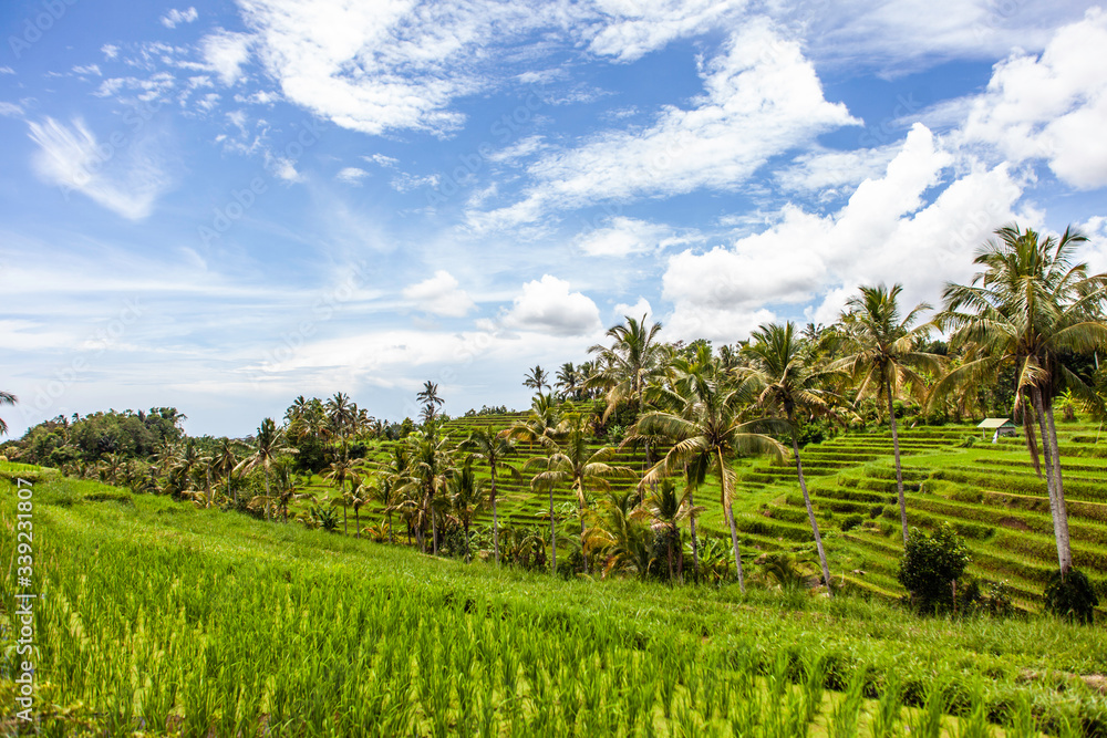 Fabulously colorful rice fields - Terraces - Bali - Indonesia
