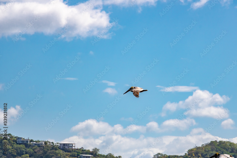brown pelican flies high in the blue sky over the Pacific Ocean on the Nicaraguan coast brown pelican flies high in the blue sky over the Pacific Ocean on the Nicaraguan coast
