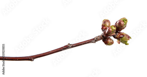 Cherry tree branch on an isolated white background. Fruit tree sprout with leaves isolate. © Юлия Буракова
