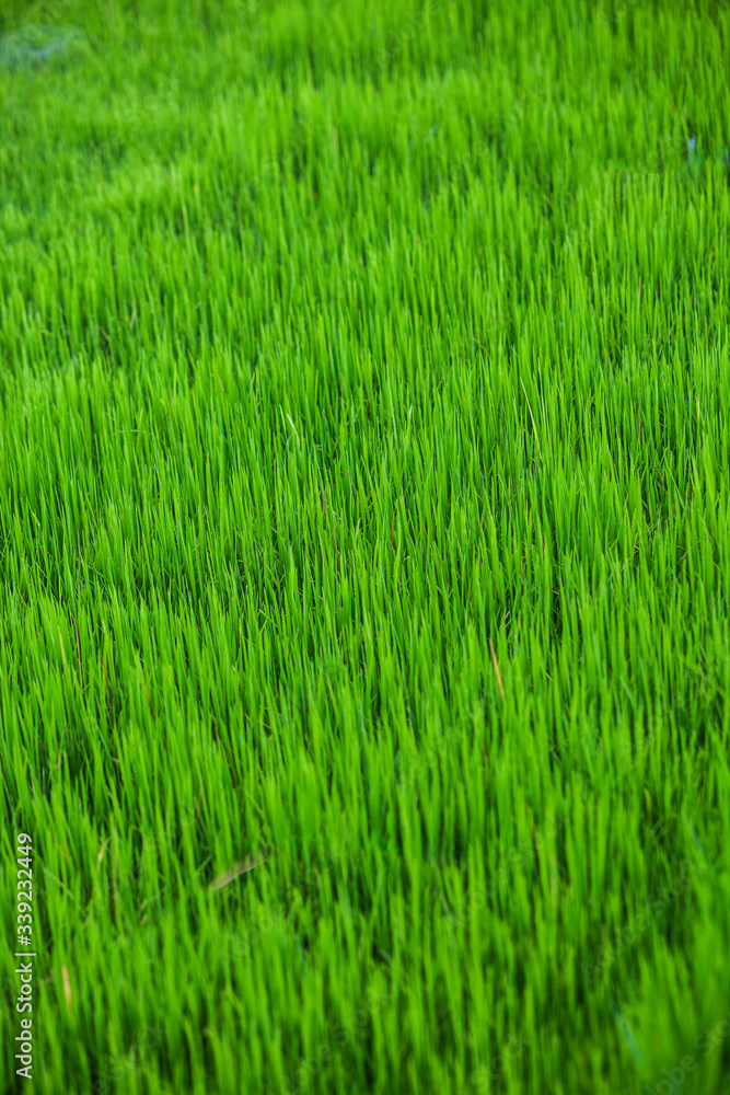 Background consisting of rice seedlings in an aquatic environment Background consisting of rice seedlings in an aquatic environment