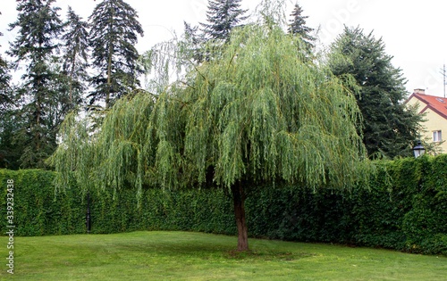 Fototapeta Naklejka Na Ścianę i Meble -  Wierzba płacząca 
