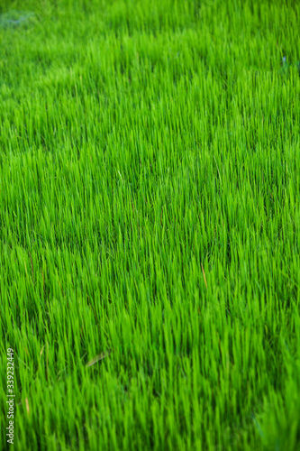 Background consisting of rice seedlings in an aquatic environment