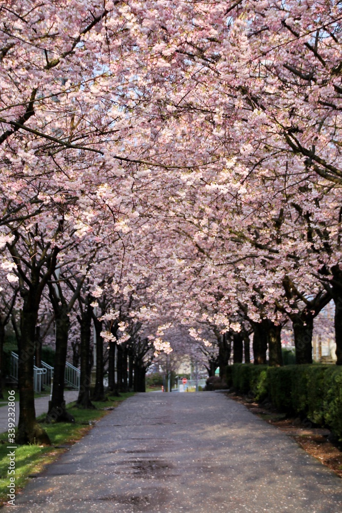Tunnel of blossoming cherry trees