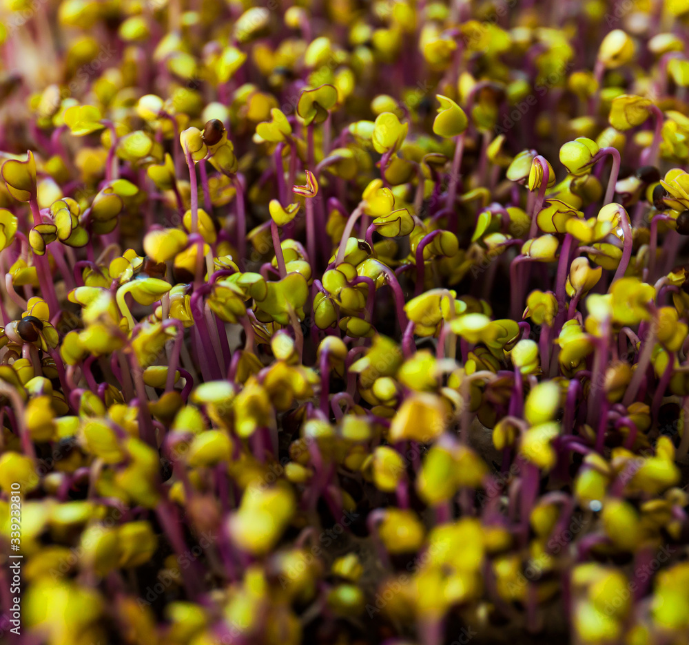 Indoor gardening. Cute young microgreens plants with leaves in grow light close up selective focus Indoor gardening. Cute young microgreens plants with leaves in grow light close up selective focus