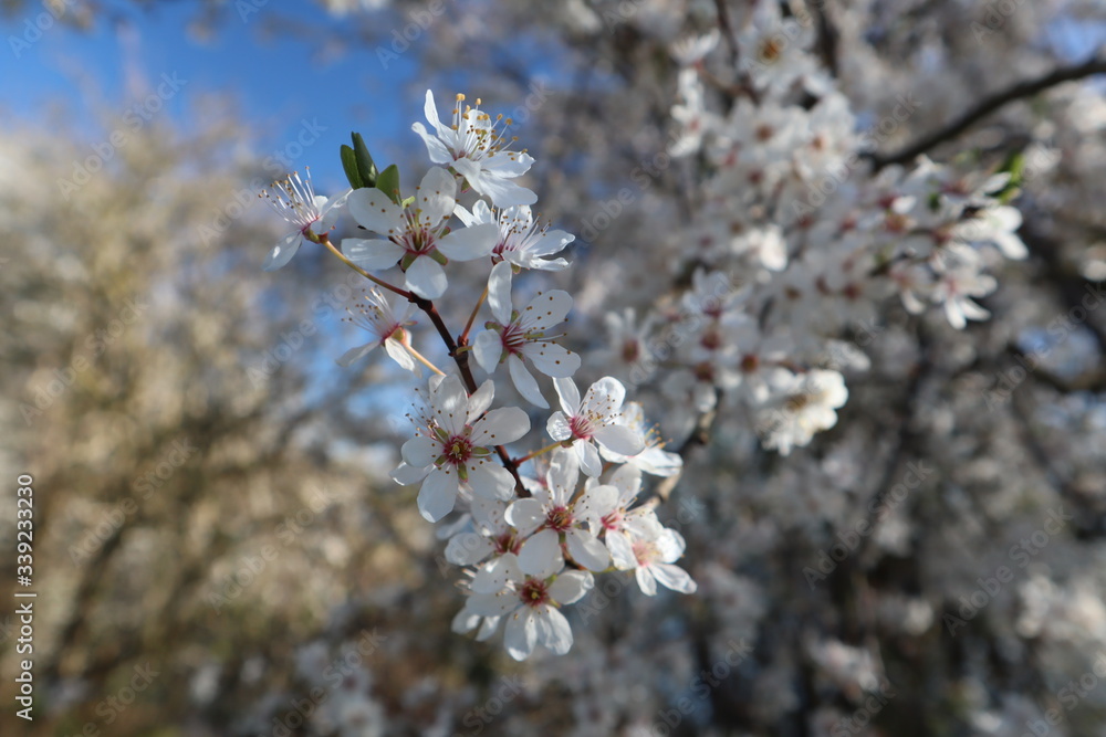 Naklejka cherry tree blossom
