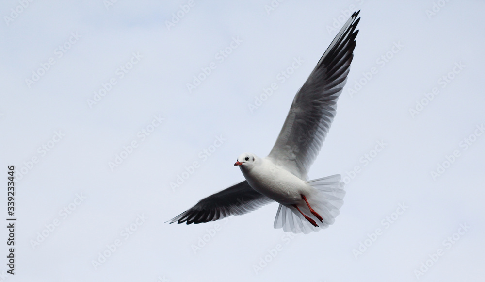 seagull in the sky