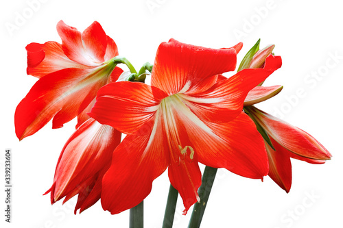 Red amaryllis isolated on a white background. Amaryllis flower close-up on a white background. Red hippeastrum or amaryllis flower isolated on a white background. Beautiful red amaryllis flowers.