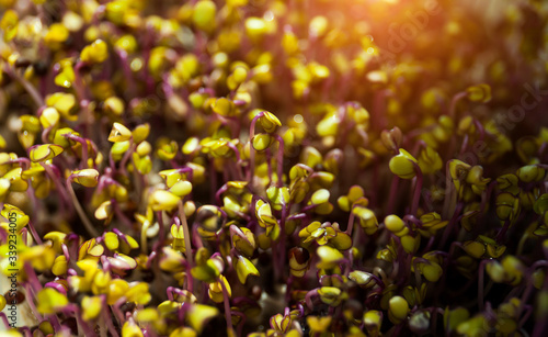 Indoor gardening. Cute young microgreens plants with leaves in grow light close up selective focus