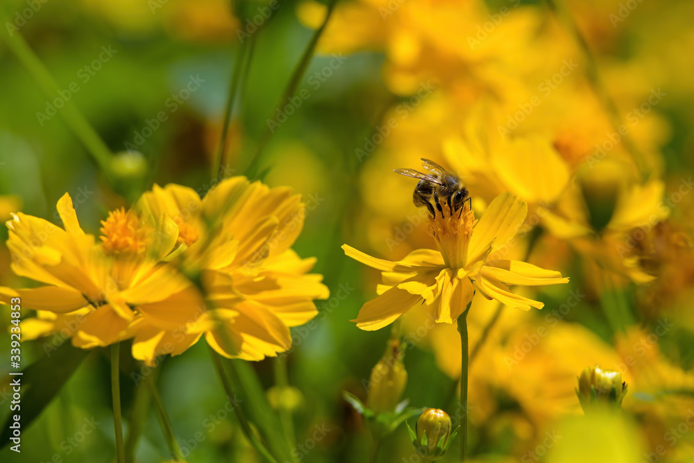 Honeybee on yellow Cosmos flower. The bees construct perennial