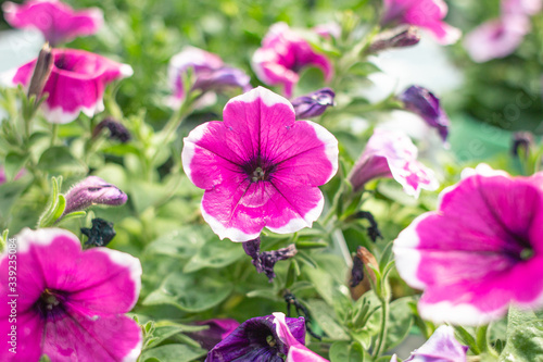 Annual Flowers
