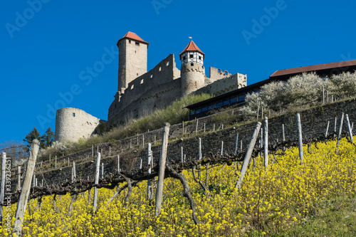 Burg Hornberg bei Neckarzimmern photo