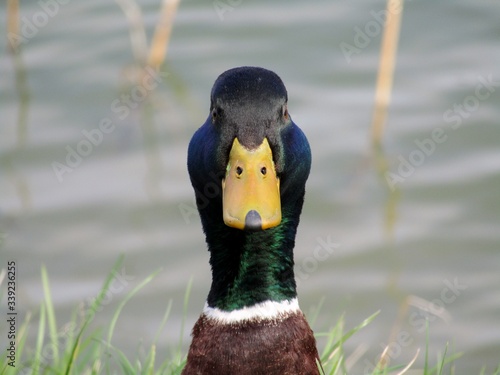 A beautiful wild duck on the shore of a lake