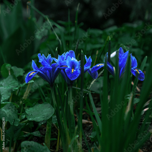 Blooming blue irises. Spring flowering