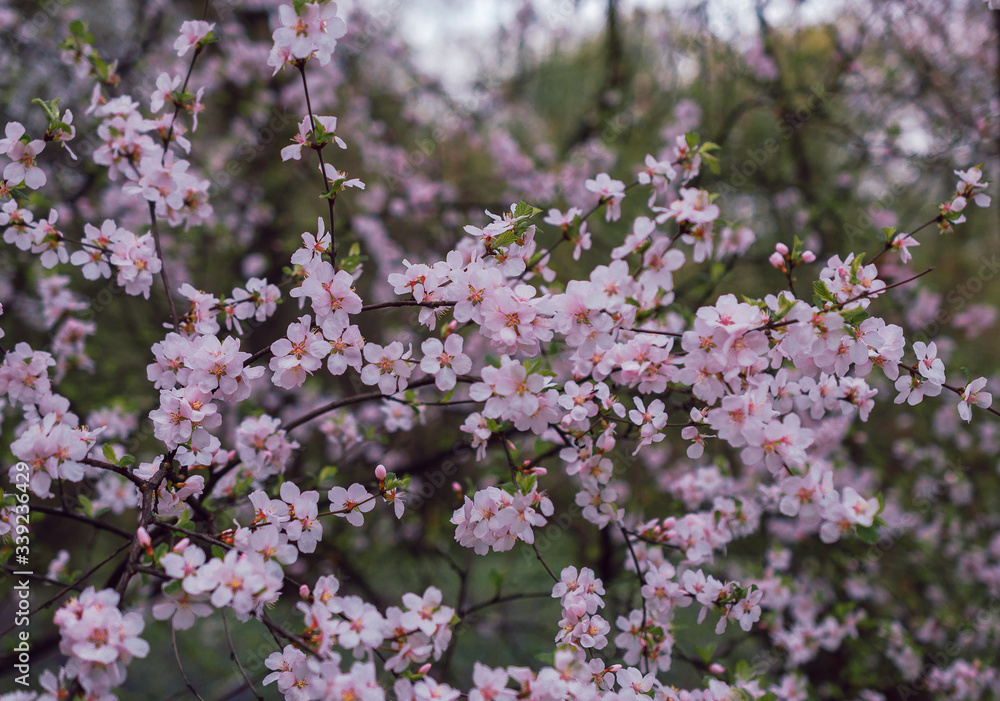Pink sakura flowers. Spring flowering. Pink sakura flowers. Spring flowering.