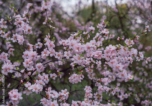 Pink sakura flowers. Spring flowering.