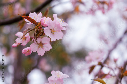 Pink sakura flowers. Spring flowering.