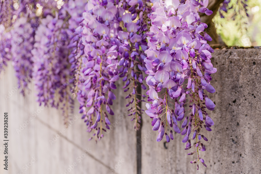 Hängende Blütentrauben der Wisteria (Blauregen) an einer Betonmauer im Frühling