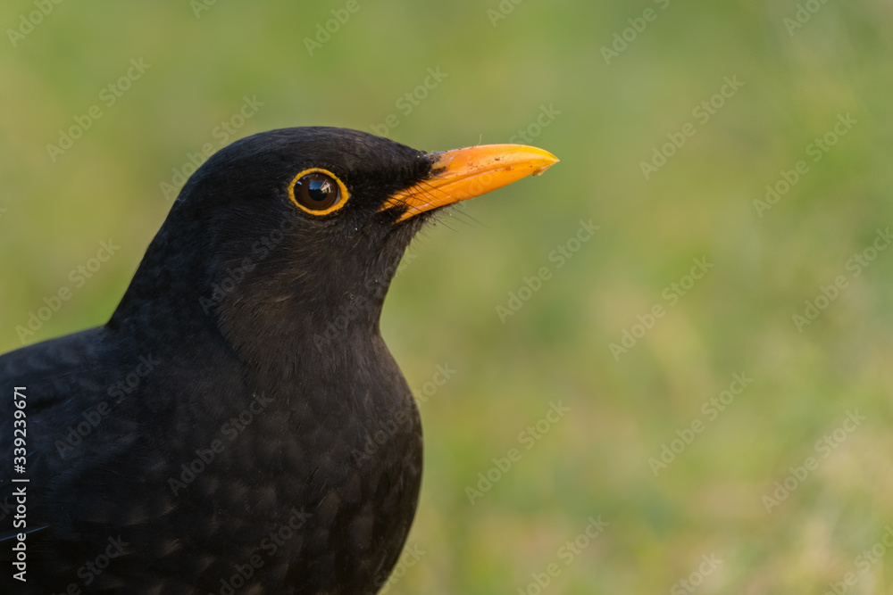 Fototapeta premium A common blackbird (Turdus merula)