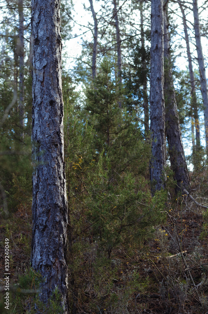 Fototapeta premium pine forest in the evening light vertical photo