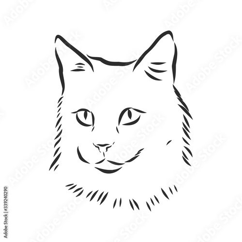 portrait of a cat, domestic cat, vector illustration of a sketch