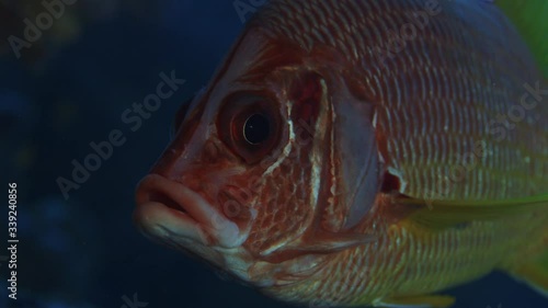 Longjawed squirrelfish. (Sargocentron spiniferum) hides under a coral and looks into the camera, from the front, Raja Ampat, Indonesia photo