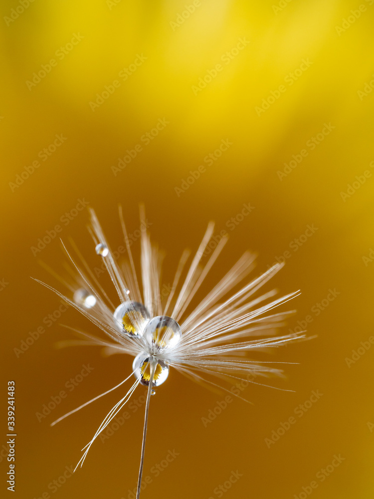 Close-up, macro of white dandelion, Taraxacum seed in spring , with water drops on colorful green background