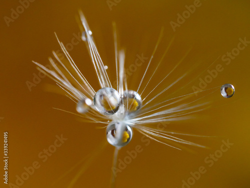 Close-up  macro of white dandelion  Taraxacum seed in spring   with water drops on colorful green background