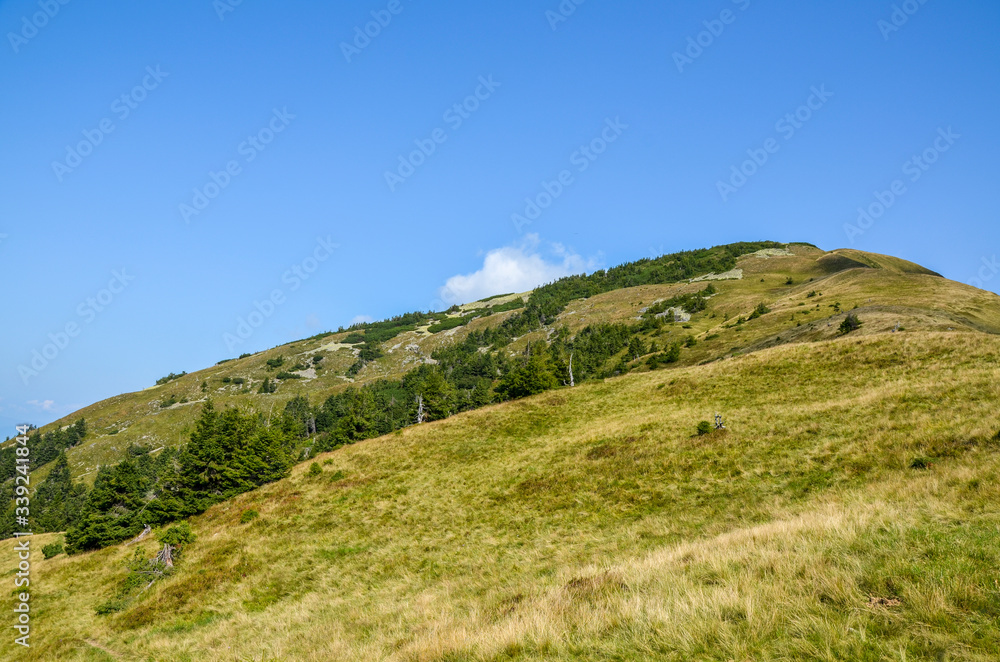 Large grassy meadow, slopes and forested hillsides of Carpathians. golden field in mountains with green trees against sky