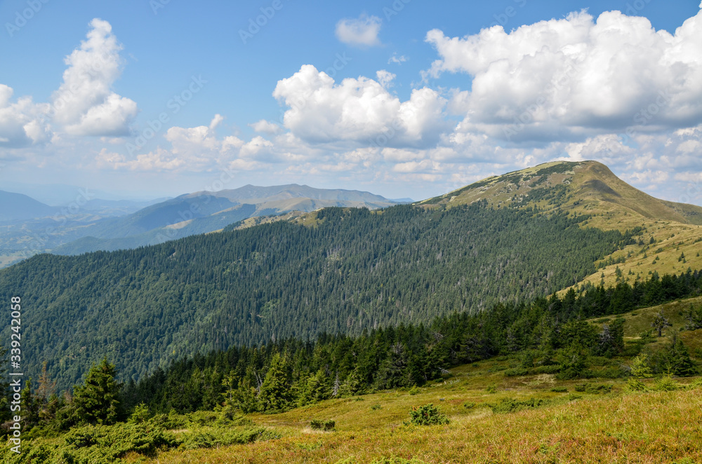 Beautiful alpine grassy meadow with forest on hillside in Carpathians. Landscape of mountain countryside with gorgeous cloudscape in summer