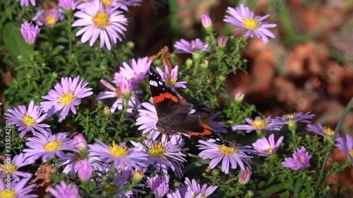 Butterfly eats nectar with flowers with its proboscis