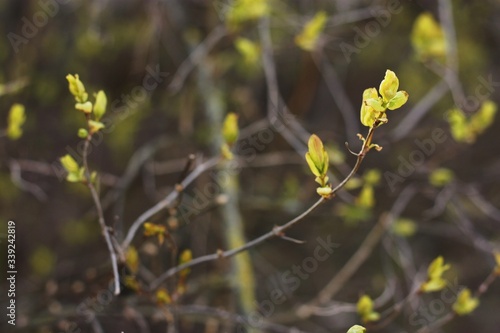 Beautiful spring tree with green leaves macro