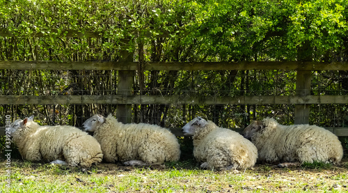 Four heavily pregnant ewes laying against a rustic fence in the shade of a hedge. Foreground of sunlit grass with shadow in front of the sheep.  Agricultural landscape image. Spring, England.