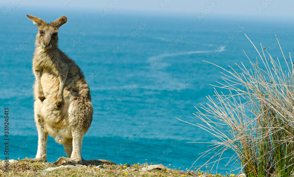 Eastern grey kangaroo Eastern grey kangaroo