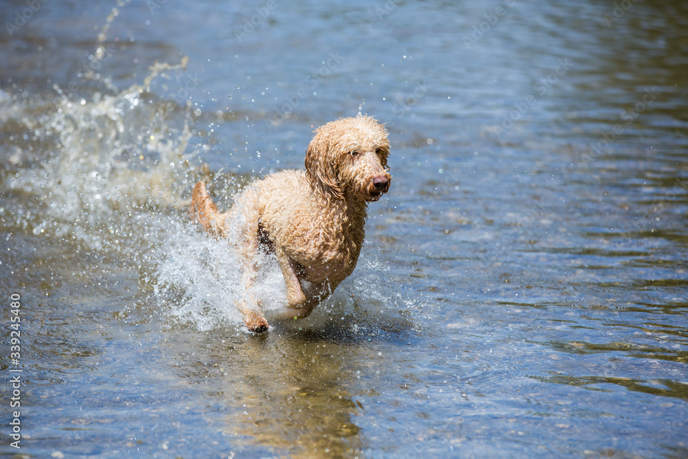 Portrait of a young poodle dog in the wild Leitha river. Powerful dog is running in the water with splashes having fun in the cold river on a sunny day, Leitha river, Austria