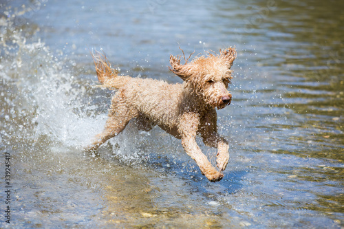 Portrait of a young poodle dog in the wild Leitha river. Powerful dog running in the water of a cold river with splashes and having fun on a sunny day, Leitha river, Austria