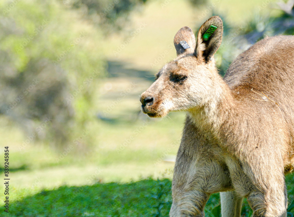 Fototapeta premium kangaroo in the grass