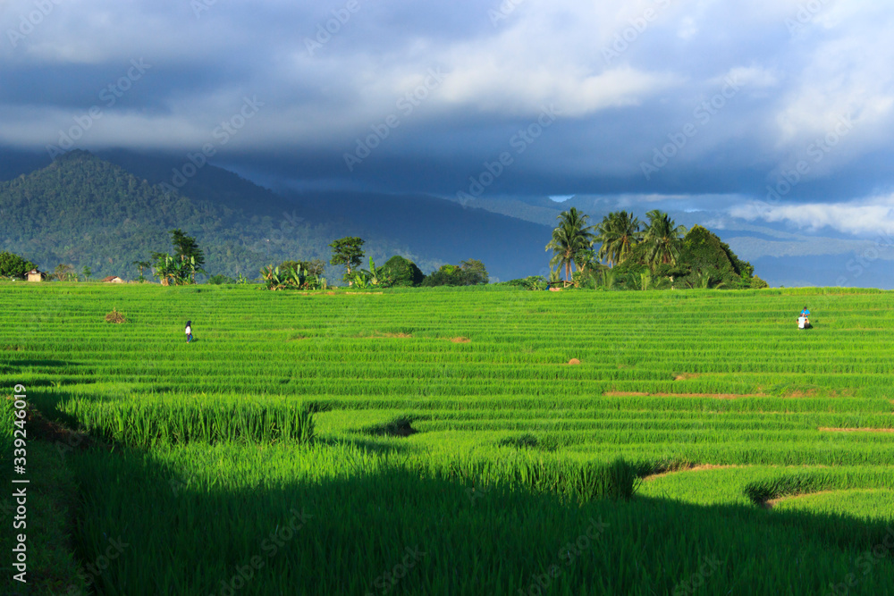 the green landscape of rice fields and farmers in Indonesia