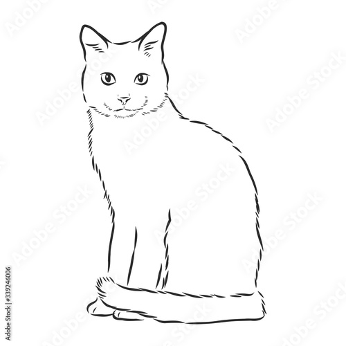 domestic cat, realistic vector sketch illustration, the sign of the cat