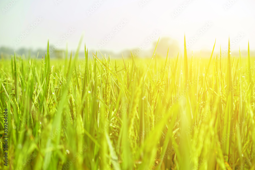 Obraz premium close up view of growth organic jasmine rice field in the summer morning at countryside in Thailand.