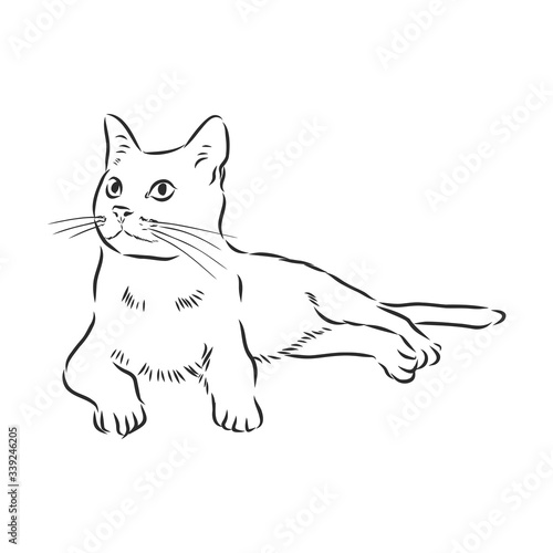 domestic cat, realistic vector sketch illustration, the sign of the cat