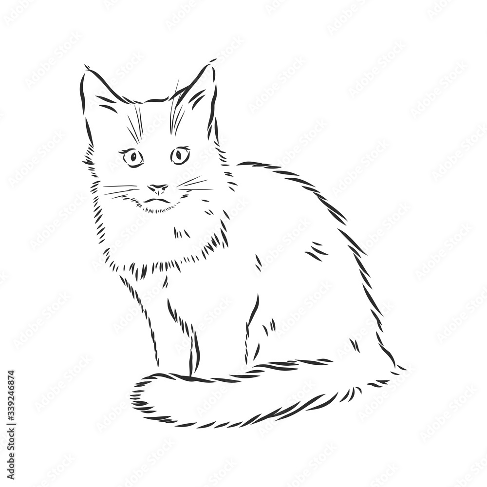 domestic cat, realistic vector sketch illustration, the sign of the cat domestic cat, realistic vector sketch illustration, the sign of the cat