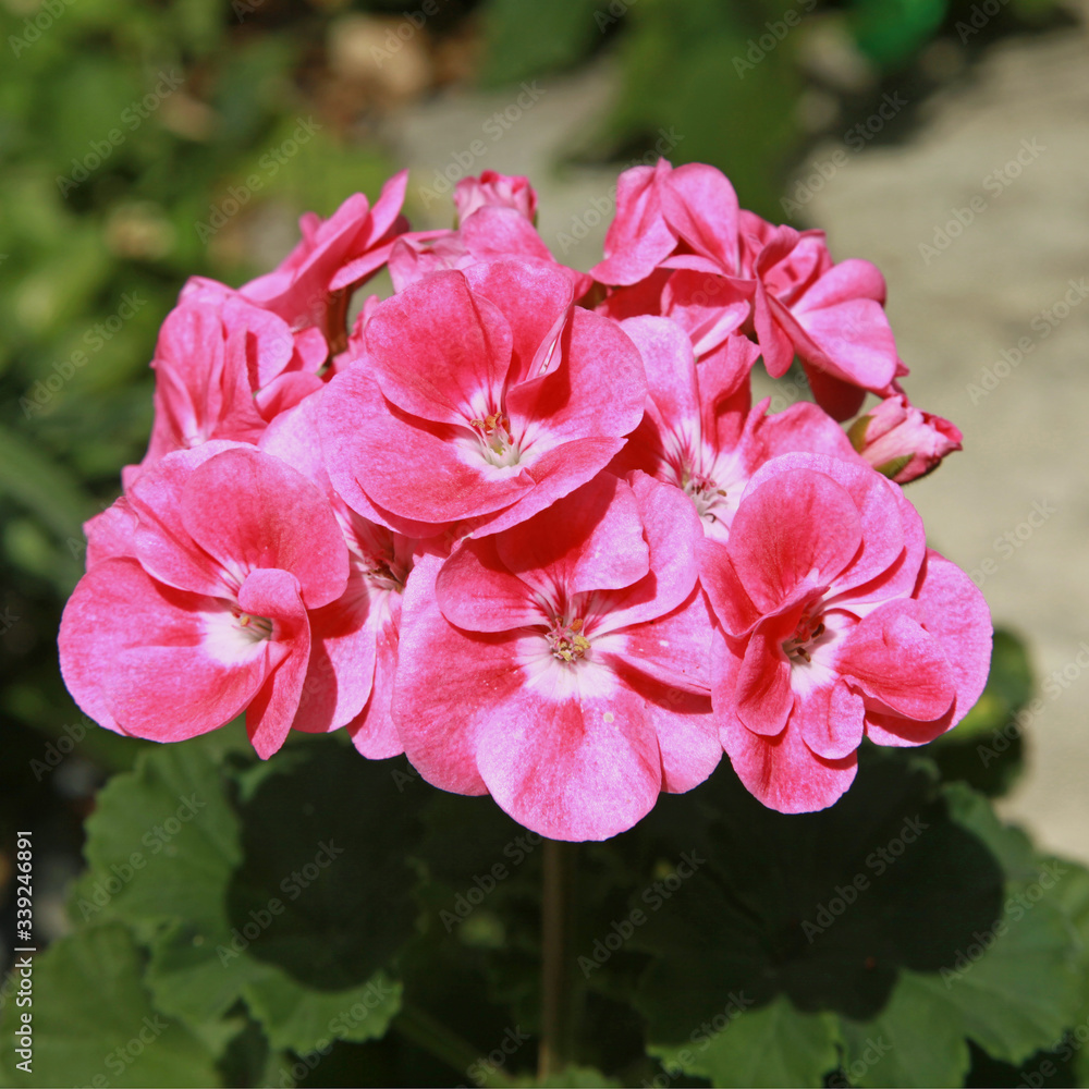 Obraz premium Géranium zonal rose